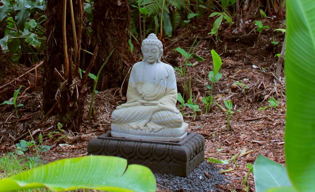 Lotus Garden Cottages Volcano Buitenkant foto